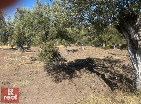 Cunda'da Deniz Manzaralı Zeytinlik