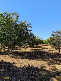 Denizli Tavas'da Satılık Ceviz Bahçesi