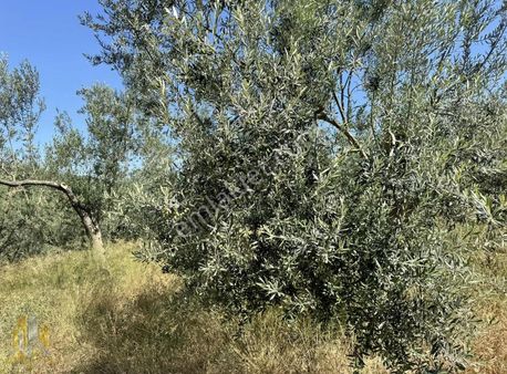 Emlak 58,den Altınoluk,da İmara 150m 10,500m2 Fırsat Zeytinlik