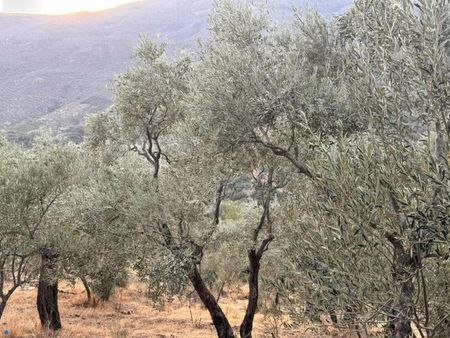 Bayındır / Söğütören'de Satılık Acil 4 Dönüm Muhteşem Zeytinlik