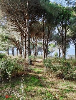 Bergama Kozak Yaylasında Satılık Çamlık