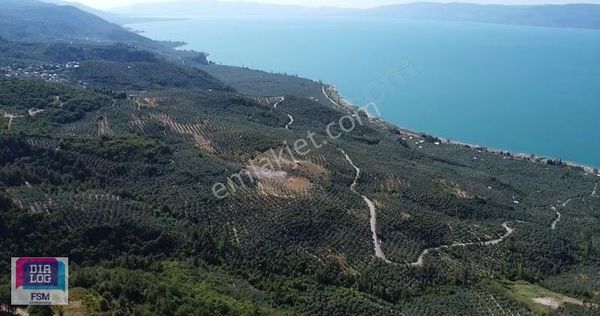 Bursa İznik Göllüce Köyünde Yola Cephe Manzaralı Zeytinlik