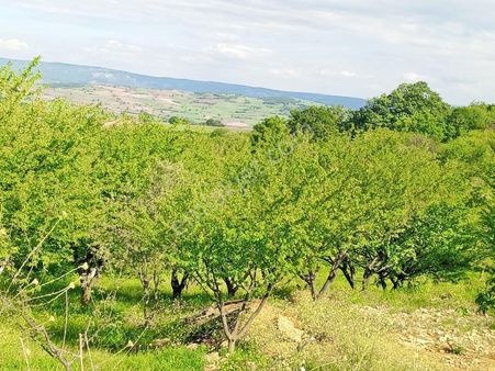 Yenişehir Kızılhısar Mah Yolu Suyu Olan 6487 M,2 Meyve Bahçesi