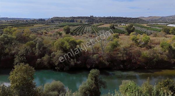 Aspendos Kalesi Karşısı 3.500 M2 Zeytinlik
