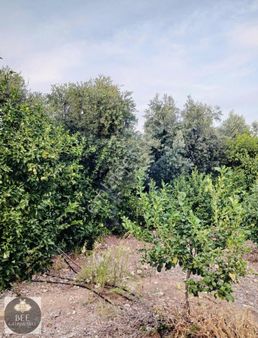 Bee Gayrimenkulden Elvanlıda Şehirden Uzak Limon Bahçesi
