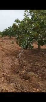 Karkamiş Yazır Köyünde Satlik Fıstik