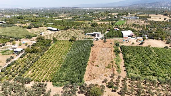 Aşağı Kızılca Ova'sının En Verimli Bölgesinde 3.125 M2 Bağ Vasfı