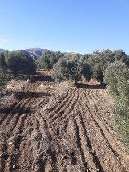 🏡 Aydın Nazilli Demirciler Köyün De 6 Dönüm Satılık Zeytinlik