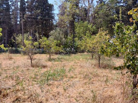 Lapseki Çardak' Da Köprüye 6 Km 2329 M² Konut İmarlı Arsa