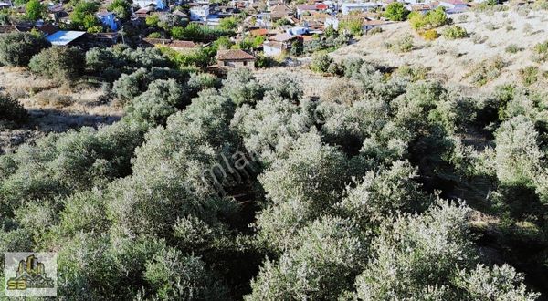 Sb Emlak Ofisinden Peşrefli Mah. Yatırımlık Fırsat Zeytinlik