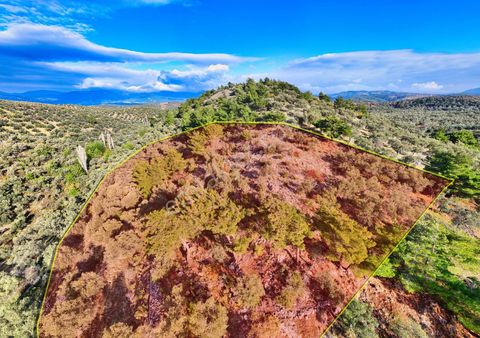 Havran’da Merkeze 2 Km Zeytinlik