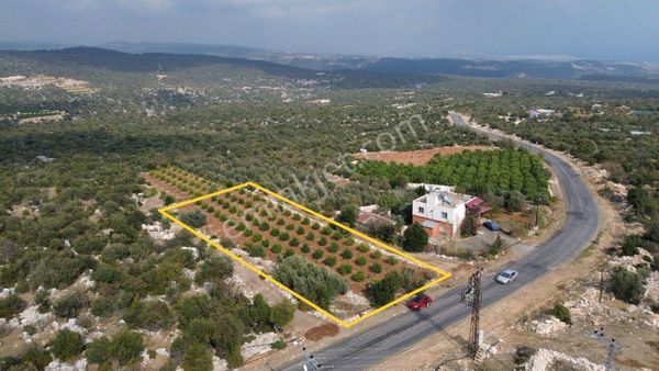 1500 M2 Limon Bahçesi Deniz Manzaralı