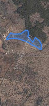 Gürçamlarda Satılık Zeytinlik