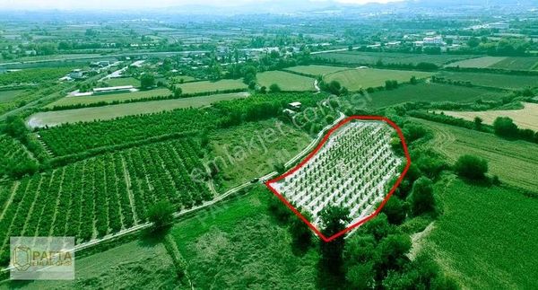 Korucukta Ana Yola Çok Yakın Satılık 7625m Zeytin Bahçesi