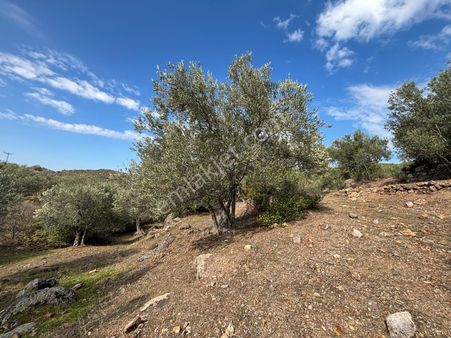 Bergama Çamköy Mahallesinde Tek Tapulu Zeytinlik