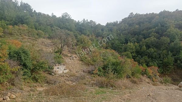 Komutan Emlaktan Durmuşlar Da 4362 M2 Doğal Yaşam Alanı