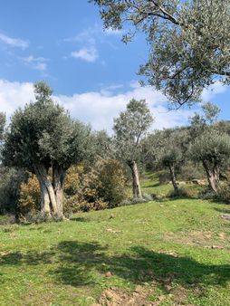 İzmir Bayındır Yusuflu Dev, Bakımlı Ve Kelepir Zeytinlik