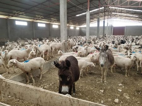 264 Donum Satılık Tarla Ev + Su + Elektrik Eskişehir