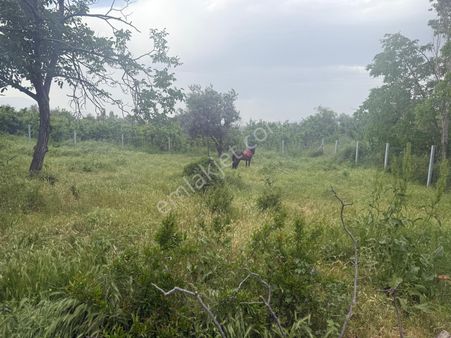 İnan Emlak Gayrimenkulde Kemal Paşa Sarılarda Satılık Bahçe