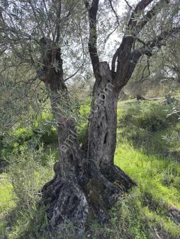 Ayvalık Mutlu Mahallesinde Satılık Zeytinlik