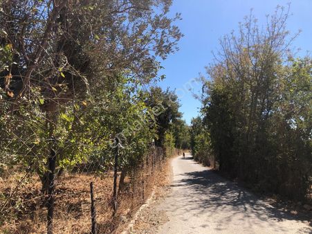 Güzelbahçe Yelki De Merkeze Yakın Satılık 468 M2 Tarla