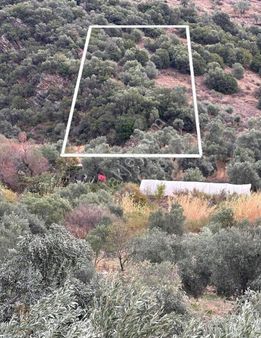 Doğa Dostu'ndan Bayındır Yakapınar 924m2 Zeytinlik