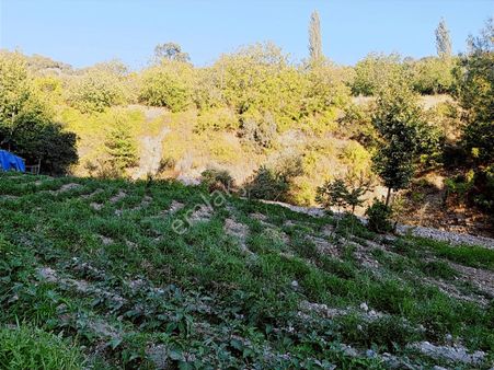 Peynirdere'de Tek Tapu 5.150 M2 Bağ, Bahçe, Abonelikler Mevcut.