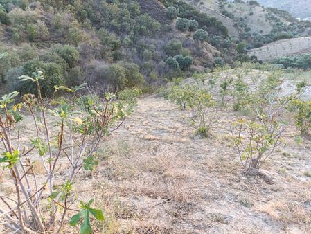 Aydın Nazilli Dereağzı Köyünde Satılık İncir Bahçesi