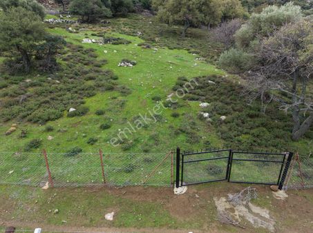 Eşsiz Doğasıyla Zeytinli Köyünde Satılık Zeytinlik
