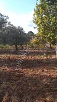 Yatırım Doktorum Çavuş Mah. Satılık Yatırımlık Arazi