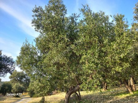 Görgülü*emlak"dan*ayvalık*altınova"da*satılık*kelepir*zeytinlik*