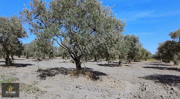 Dereköy Güzel Konumda Yolu Ve Suyu Olan 13.800 M2 Trilye Bahçesi