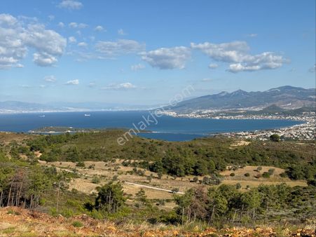Urla Nın Gözde Konumu İskele De Satılık Zeytinlik