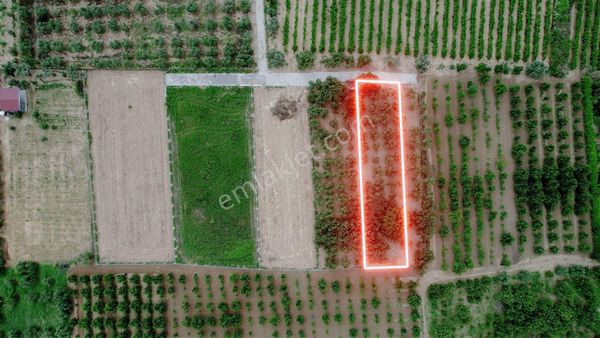 Kemalpaşa Aşağıkızılca Satılık Bahçe Tek Tapu 881 M2