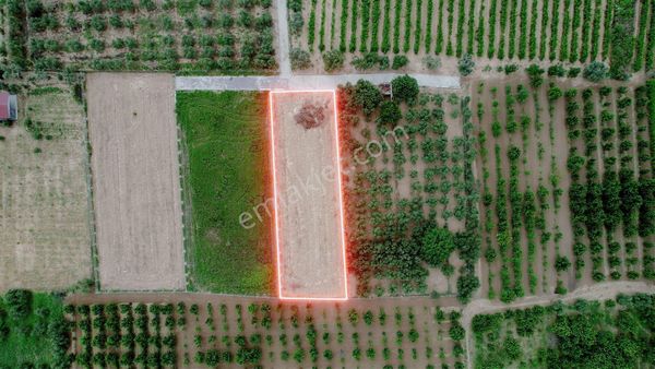 Kemalpaşa Aşağıkızılca Satılık Bahçe 1.200 M2 Tek Tapu