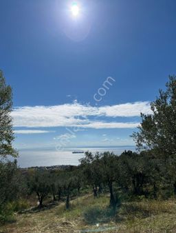 Şarköy Yukarı Kalamış Mahallesi'nde Anayolun Altın,da 5150m2 Zeytinlik