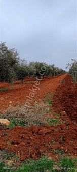 Takas Gayrimenkul'den Mükemmel Konumda Satılık Bağ Evlik Zeytin