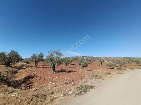Takas Gayrimenkul'den Kuru Kastel'de Satılık Zeytinlik