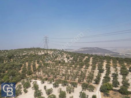 Helvacıda 3500m2 Tek Tapu Satılık Zeytinlik