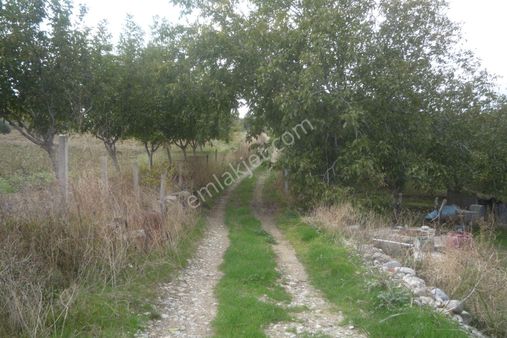 İzmir Torbalı Gold Emlaktan Bozköyde Satılık Kıymetli Bahçe