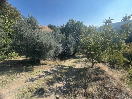 Salihli Erdem Emlaktan Karaağaçta Satılık Meyve Bahçesi