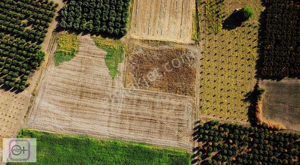 Violetten Satılık Tarla Deydinler İnegöl Bursa