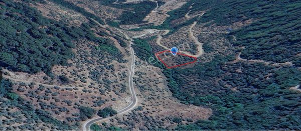 Yola Sıfır Cephelı Suyu Olan Müstakıl (tek) Tapulu Zeytınlık