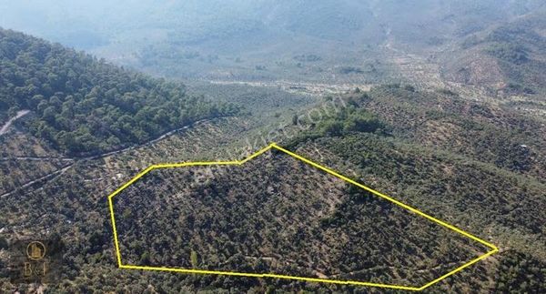 Pınarcık Mahallesin'de 34 Dönüm Bakımlı Zeytinlik