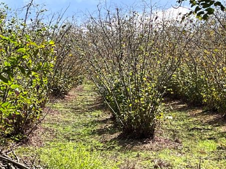 Görgülü Emlaktan Acil Satılık Arazi Kürtün