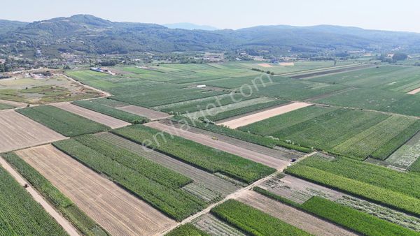 Serdivan Kazımpaşa Da Müstakil Tarla