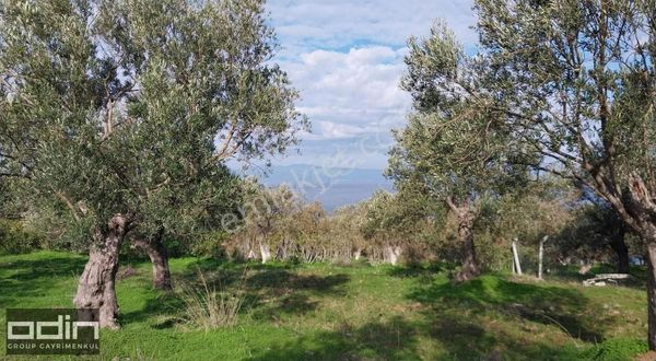 Cunda'da Muhteşem Deniz Manzaralı Yol Üzeri Zeytinlik