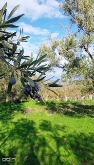 Odin'den Yol Cephe Ayvalık'a 10 Dk Ev Yapılabilir Zeytinlik