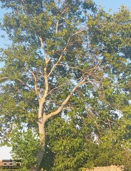 Odin'den Kadastro Yol Cephe Ana Asfalta 300 Mt Zeytinlik