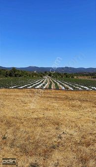 Odin'den Yenice Bağlı Köyünde 1087 Mt2 Çilek Bahçesi Satılıktır